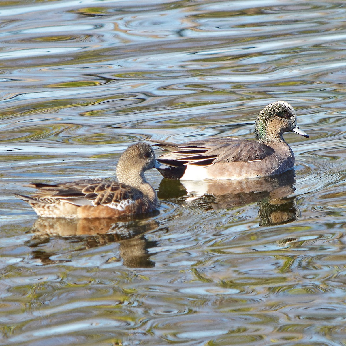 American Wigeon - ML140302161