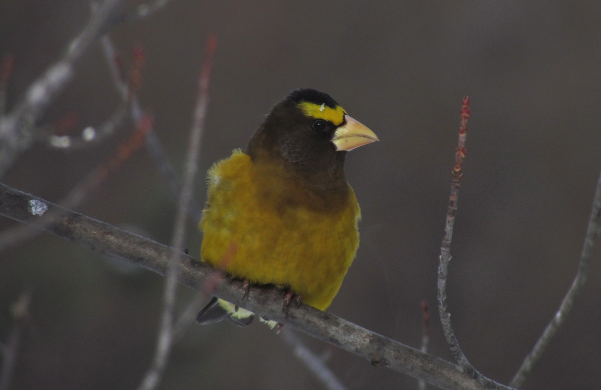 Evening Grosbeak - ML140302241