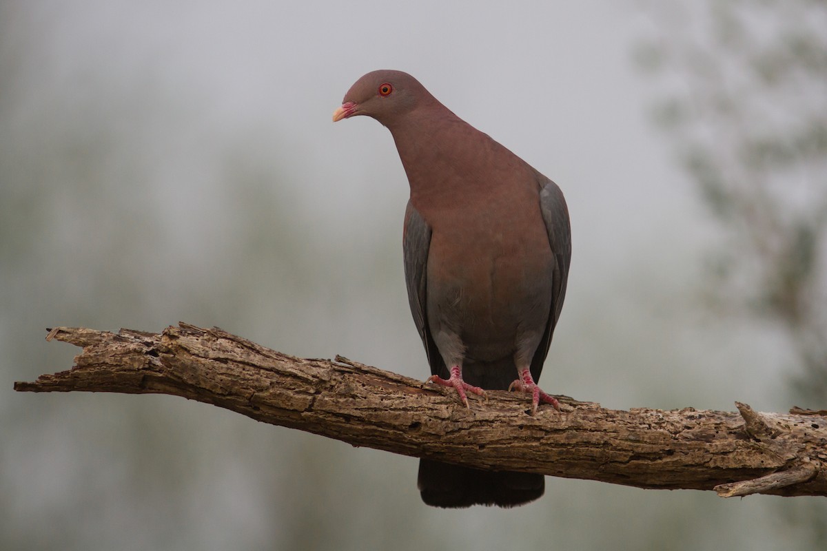 Pigeon à bec rouge - ML140302261
