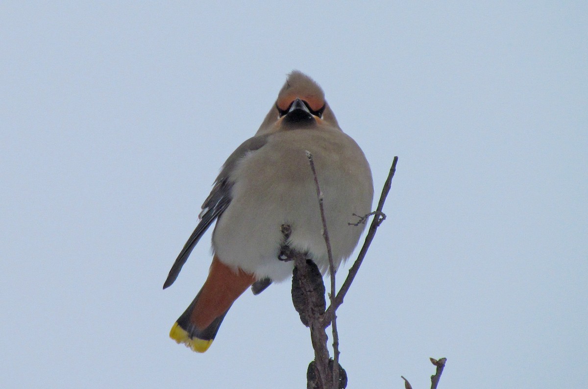 Bohemian Waxwing - ML140302431