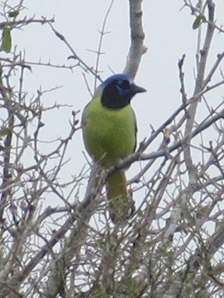 Green Jay - ML140302771