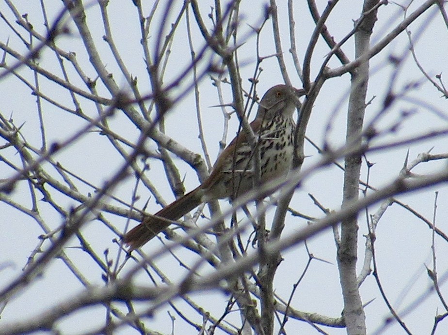 Long-billed Thrasher - ML140302871