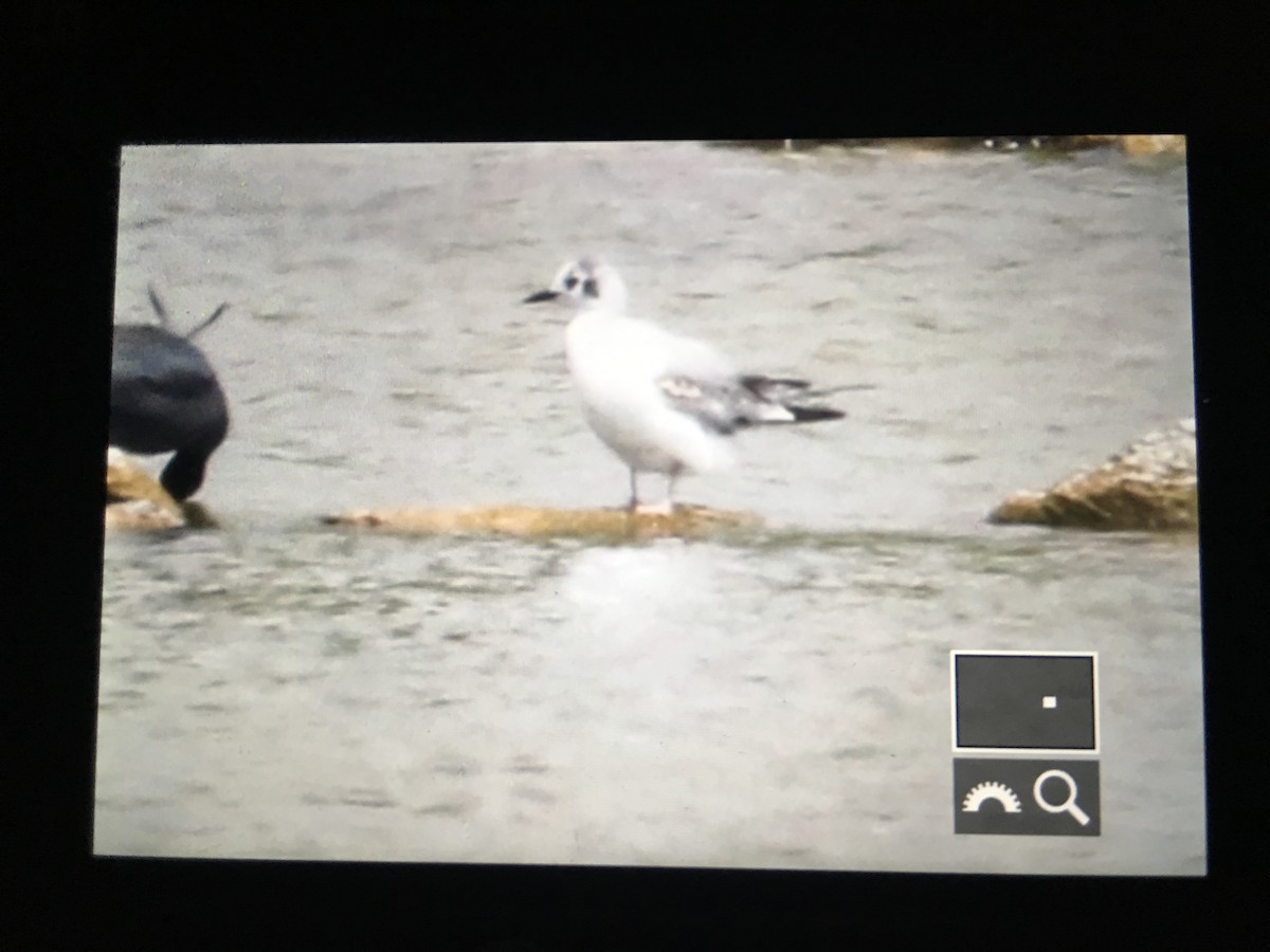 Bonaparte's Gull - ML140303831