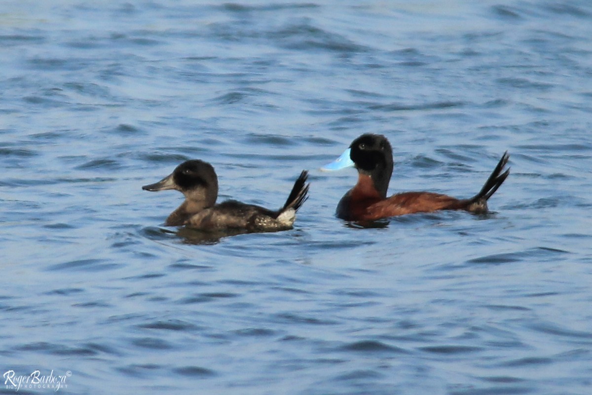 Andean Duck - ML140304931