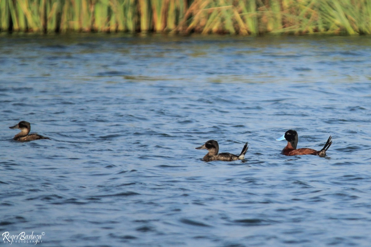 Andean Duck - ML140304941