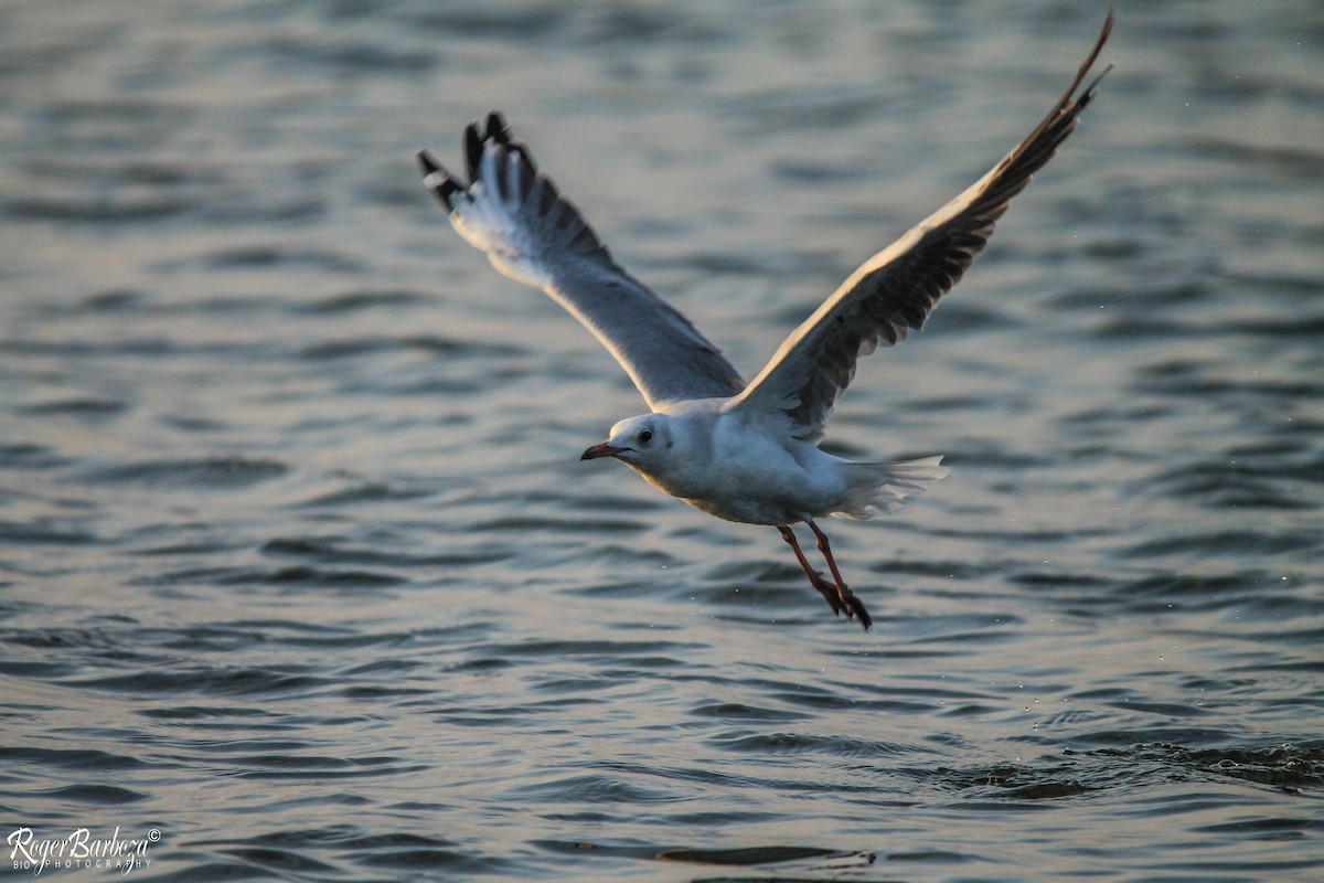 Gray-hooded Gull - ML140304981