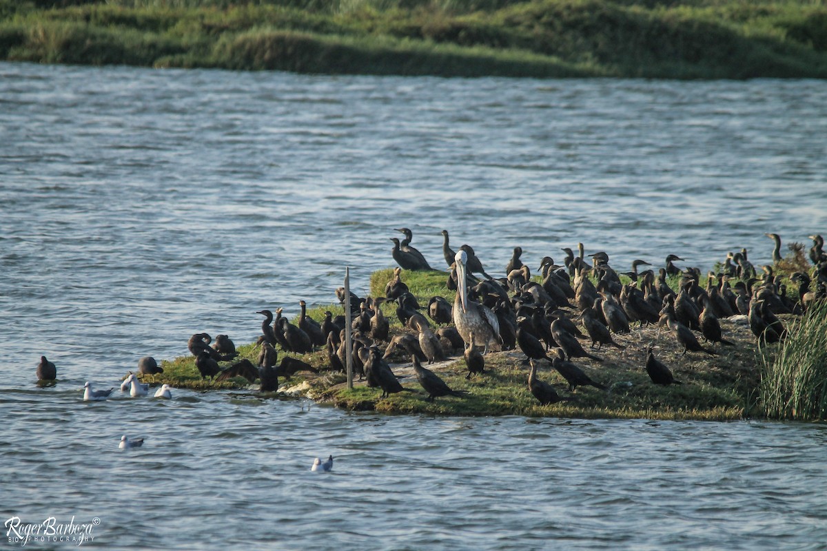 Neotropic Cormorant - ML140305031