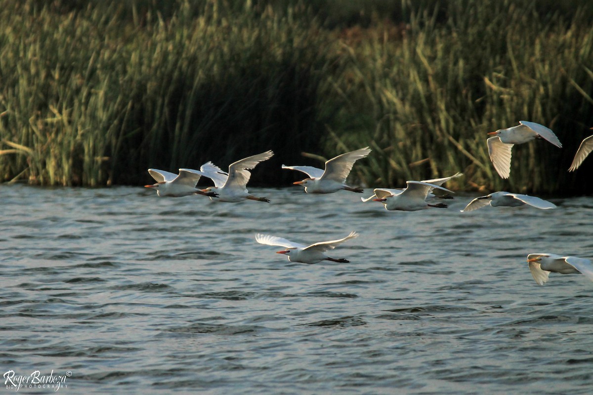 Western Cattle Egret - ML140305041