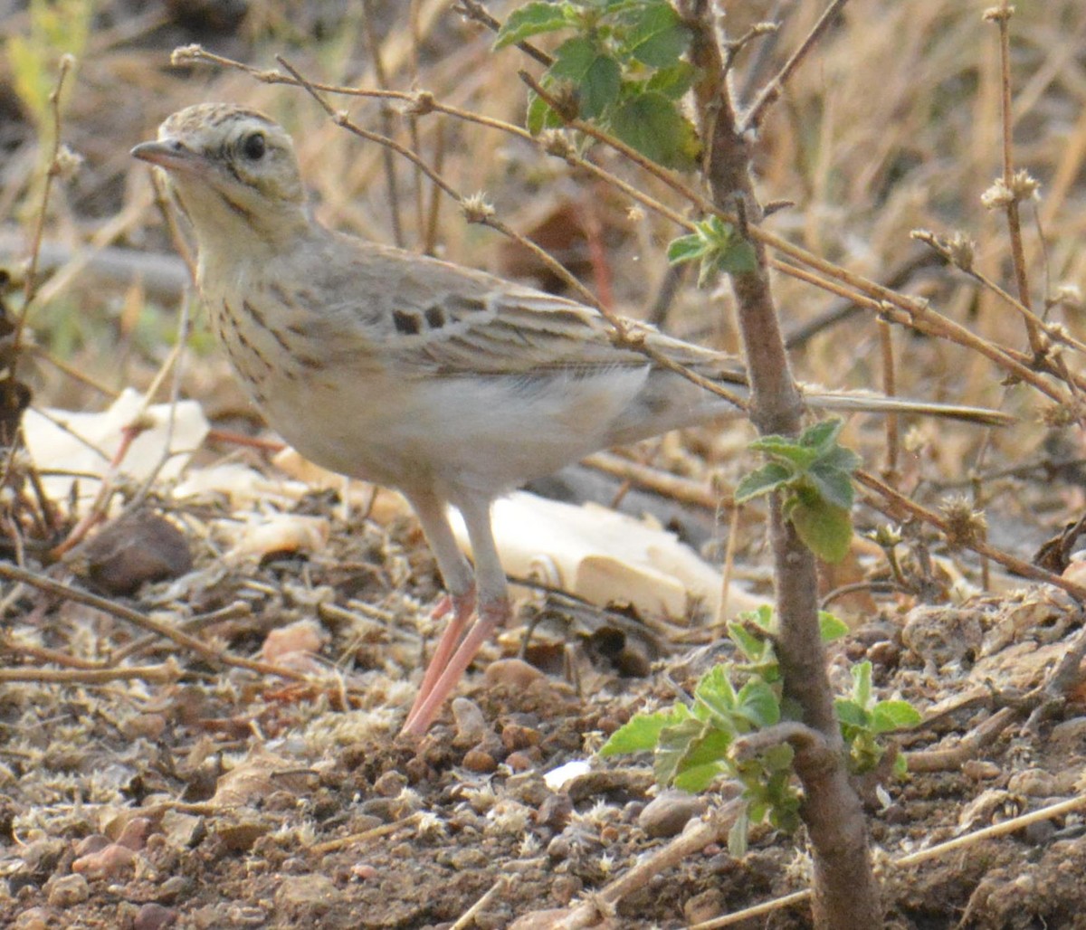 Blyth's Pipit - ML140305301