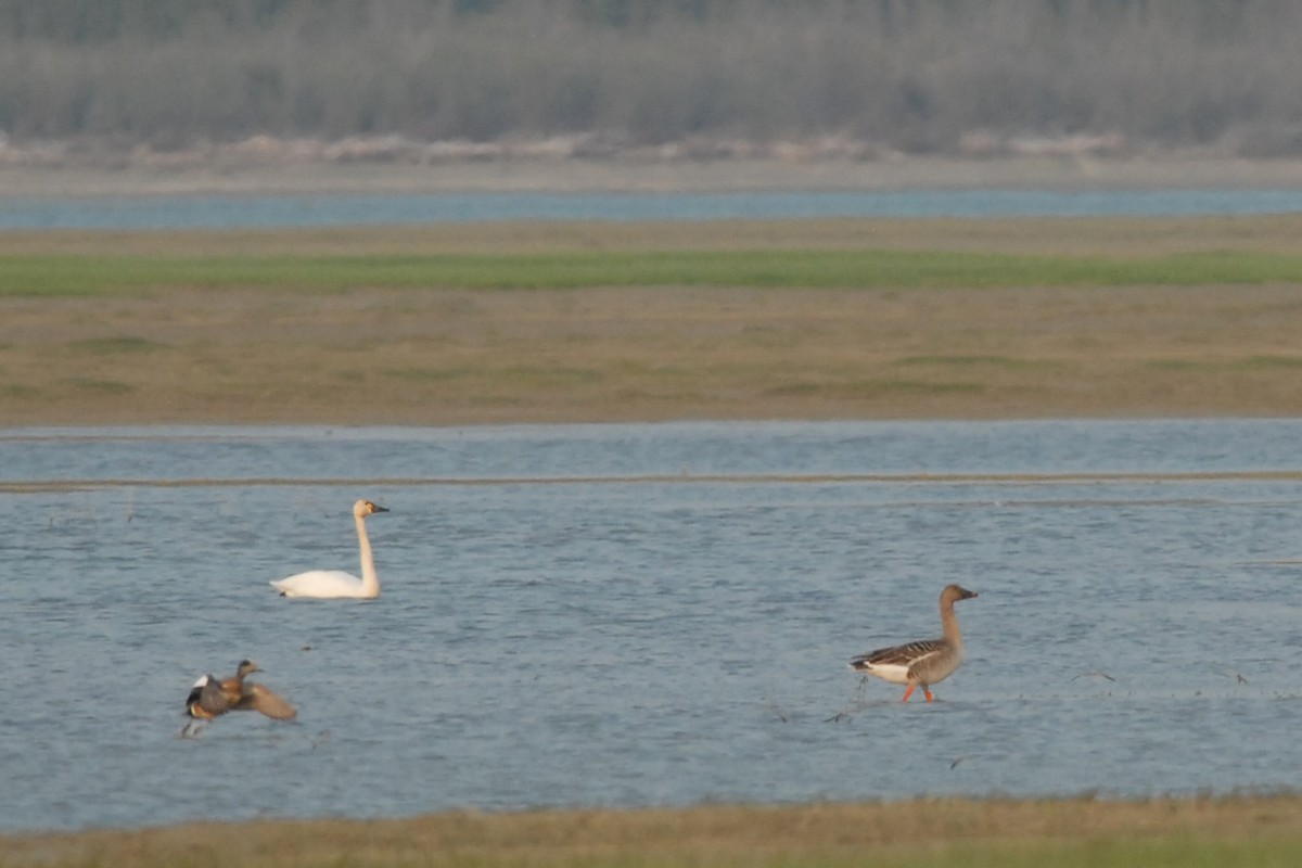 Taiga Bean-Goose - ML140305421