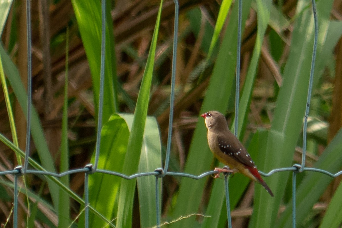 Red Avadavat - ML140305971