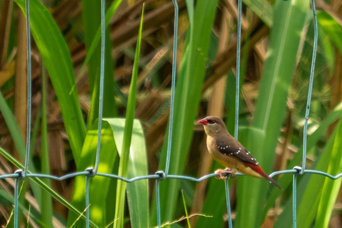 Red Avadavat - ML140305981