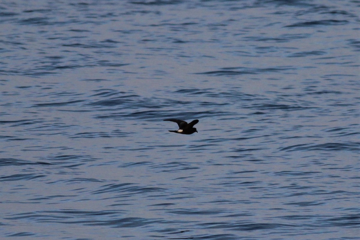 Band-rumped Storm-Petrel - ML140307241