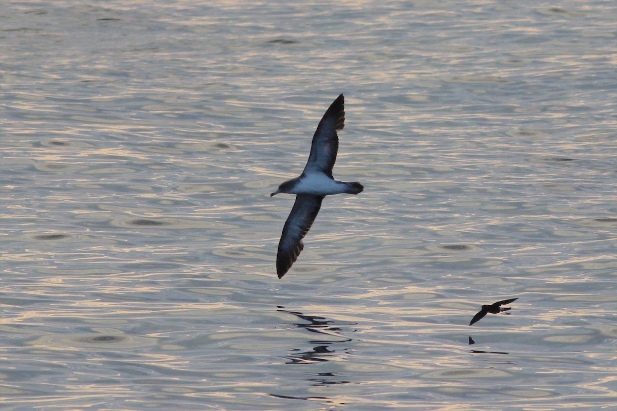 Cory's Shearwater - ML140307401