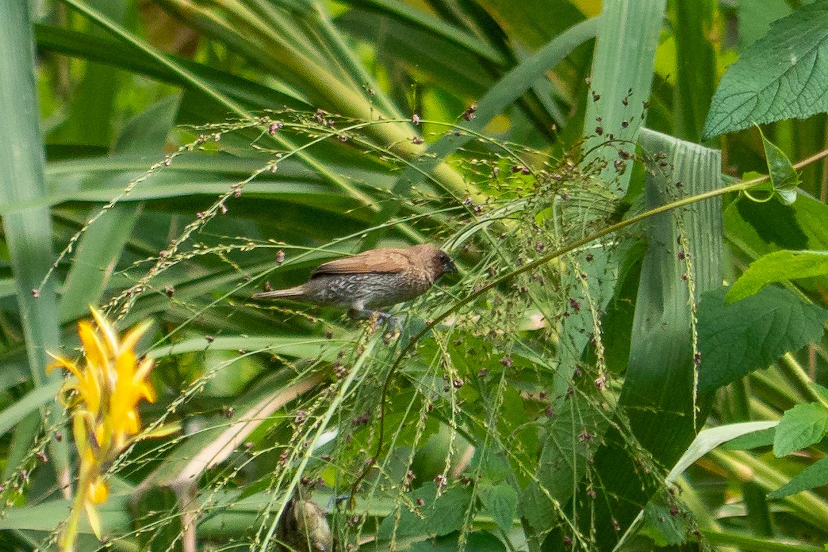 Scaly-breasted Munia - ML140307431