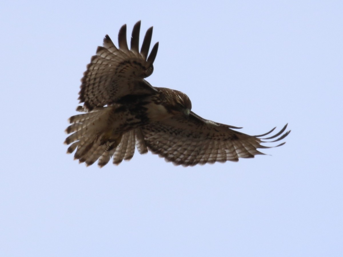 Red-tailed Hawk - ML140307471