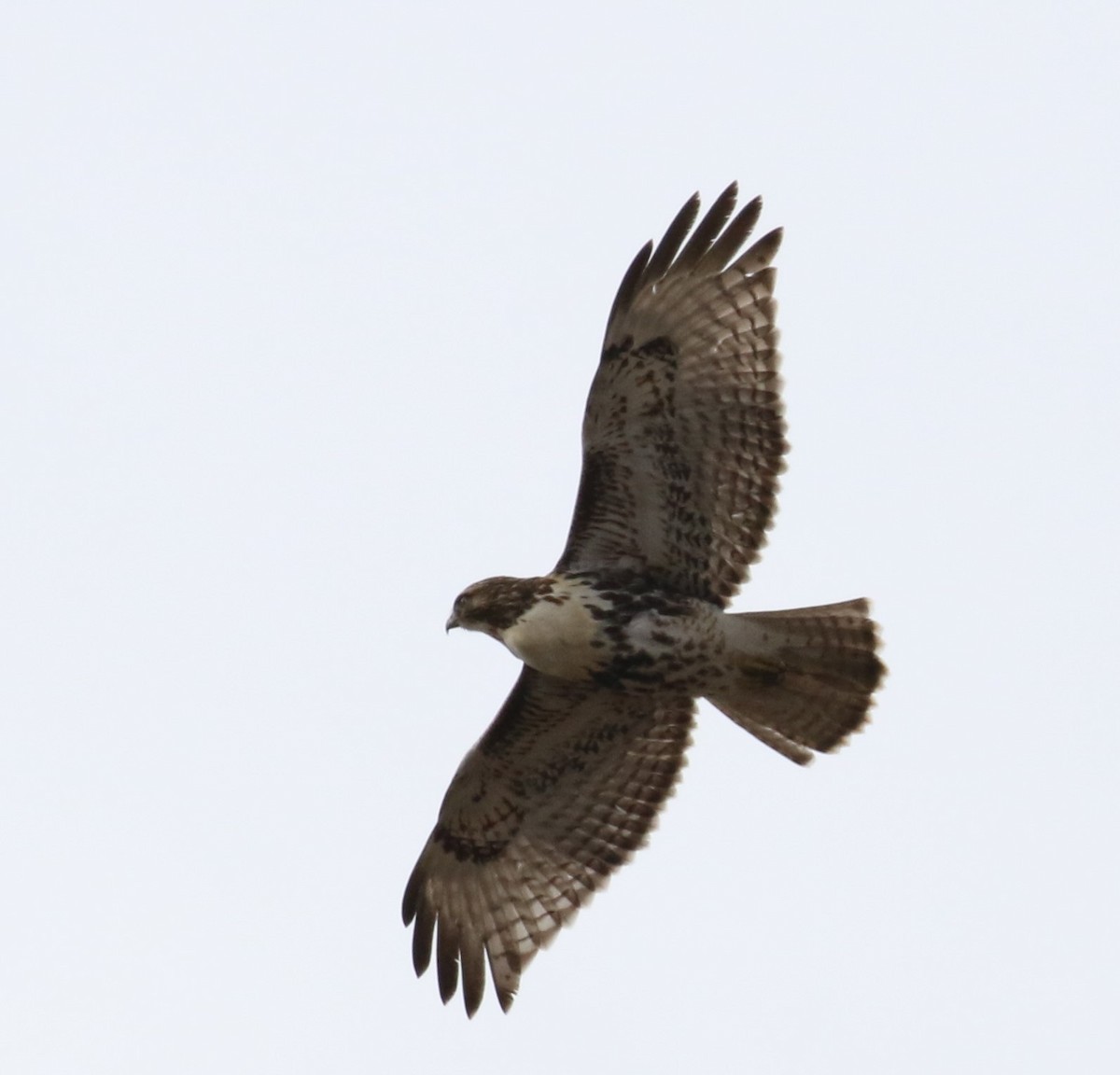 Red-tailed Hawk - ML140307481