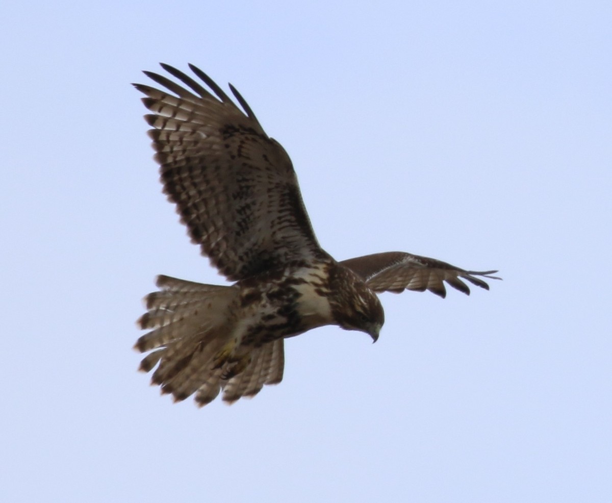 Red-tailed Hawk - ML140307501