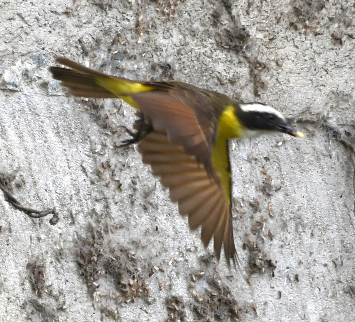 Rusty-margined Flycatcher - ML140307701