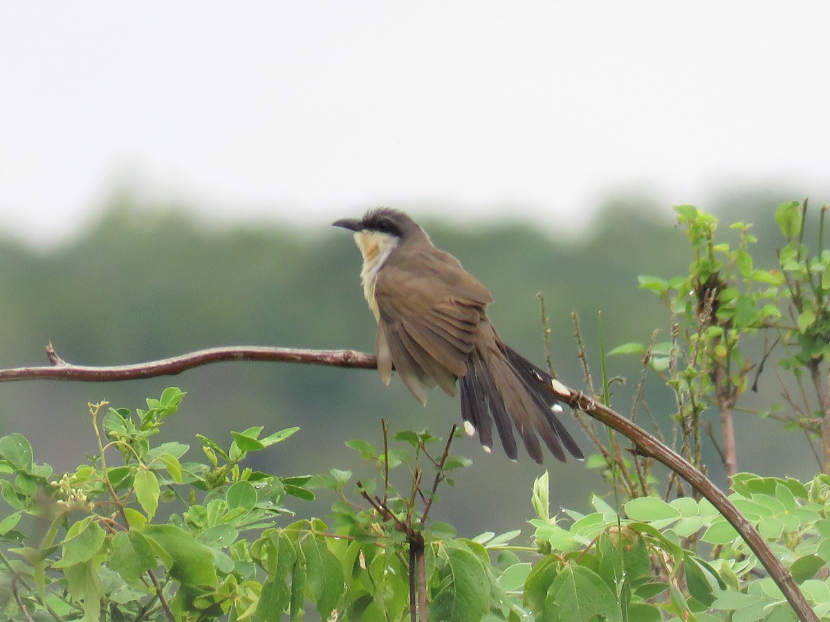 Dark-billed Cuckoo - ML140307981