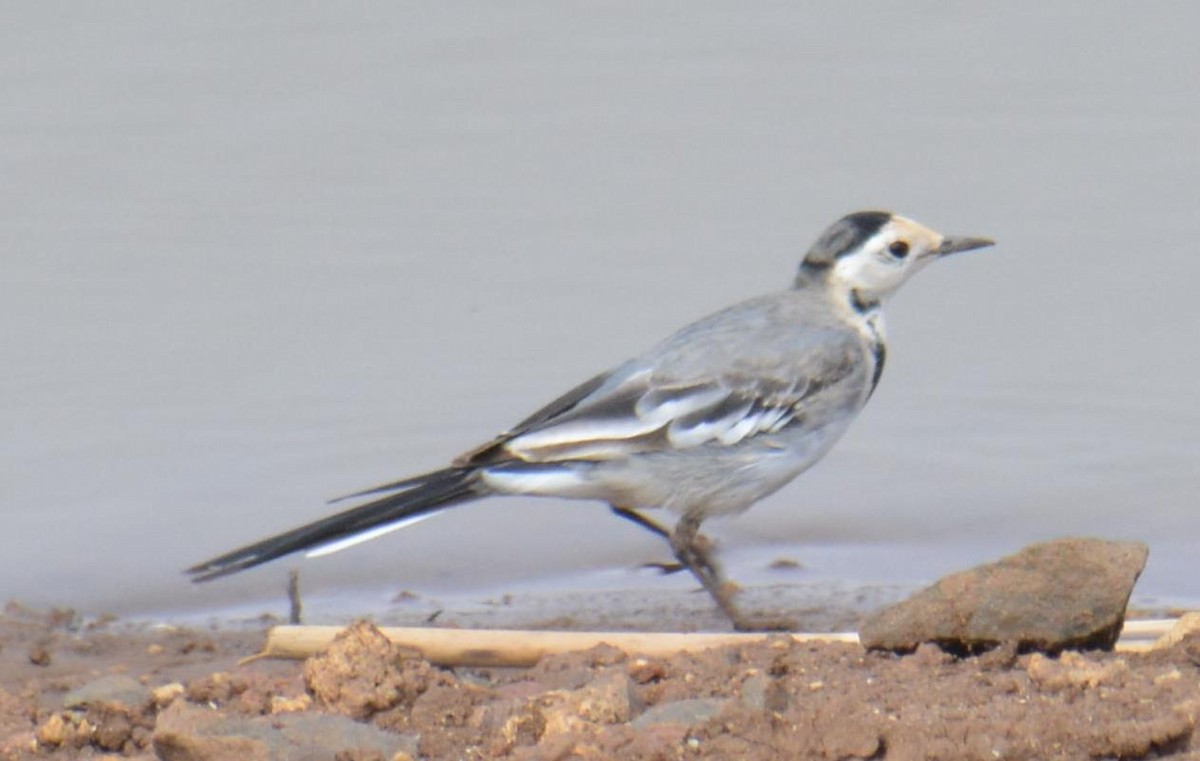 White Wagtail - ML140308061