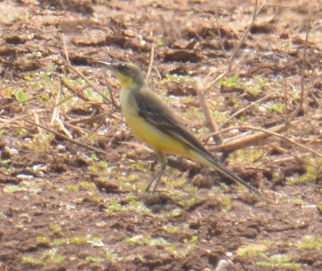 Western Yellow Wagtail - Ashish Jha