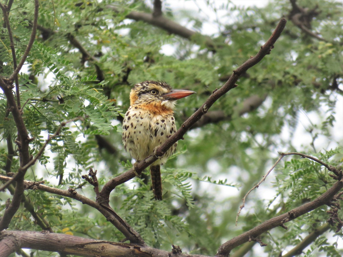 Spot-backed Puffbird (Spot-backed) - ML140308251