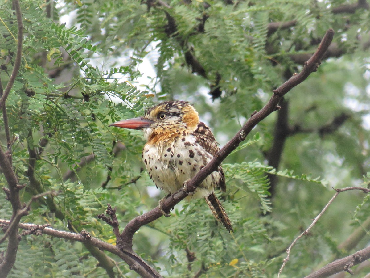 Spot-backed Puffbird (Spot-backed) - ML140308261