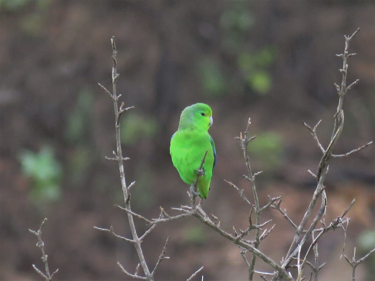 Cobalt-rumped Parrotlet - ML140308401