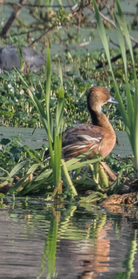 Fulvous Whistling-Duck - ML140308481