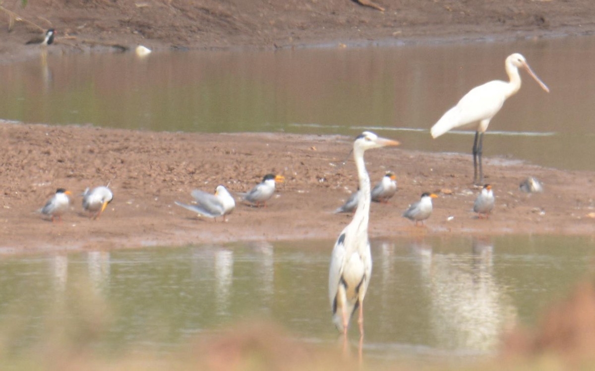 Eurasian Spoonbill - Ashish Jha