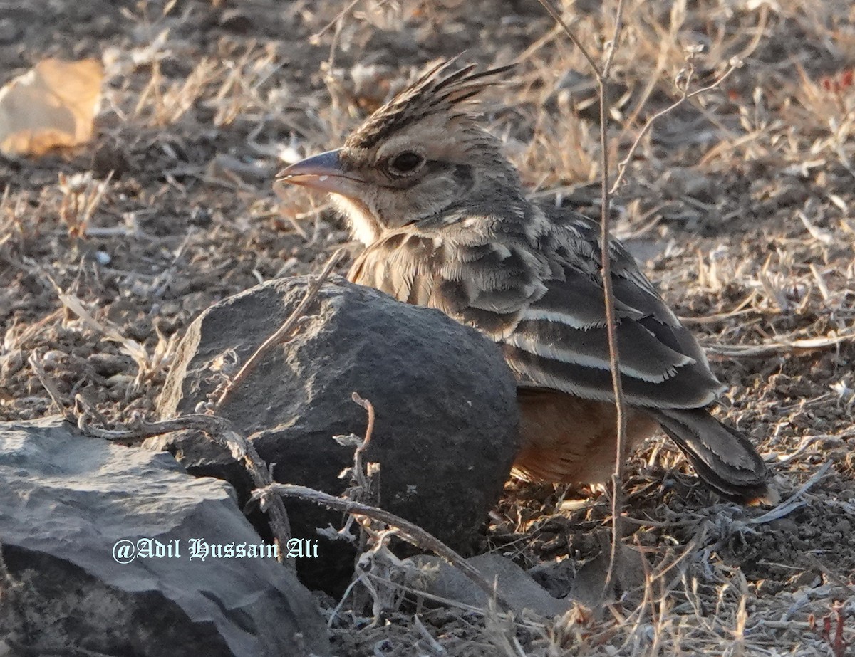 Tawny Lark - ML140308671