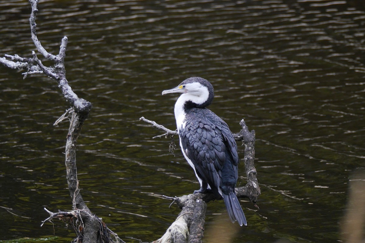 Pied Cormorant - ML140308871