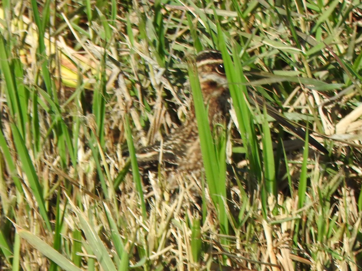 Wilson's Snipe - ML140308881