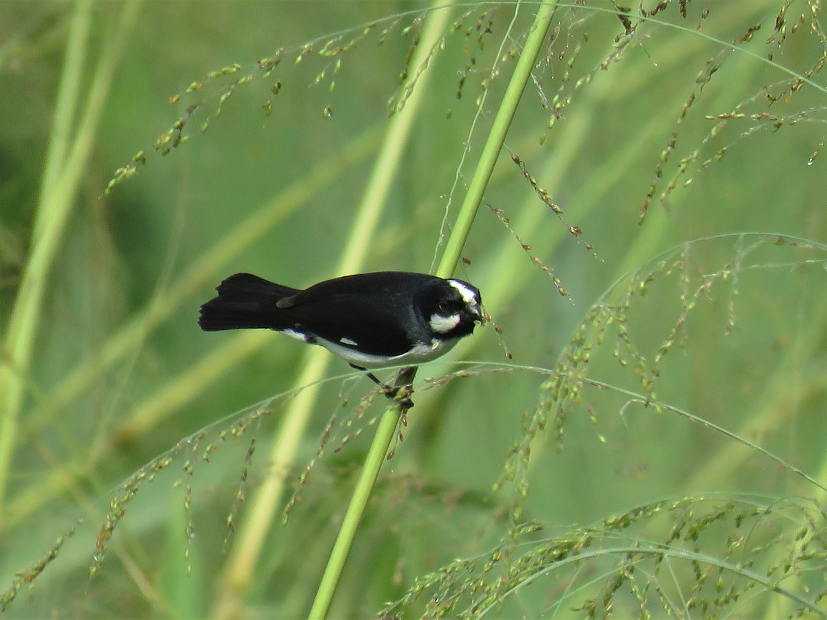 Lined Seedeater - ML140309161