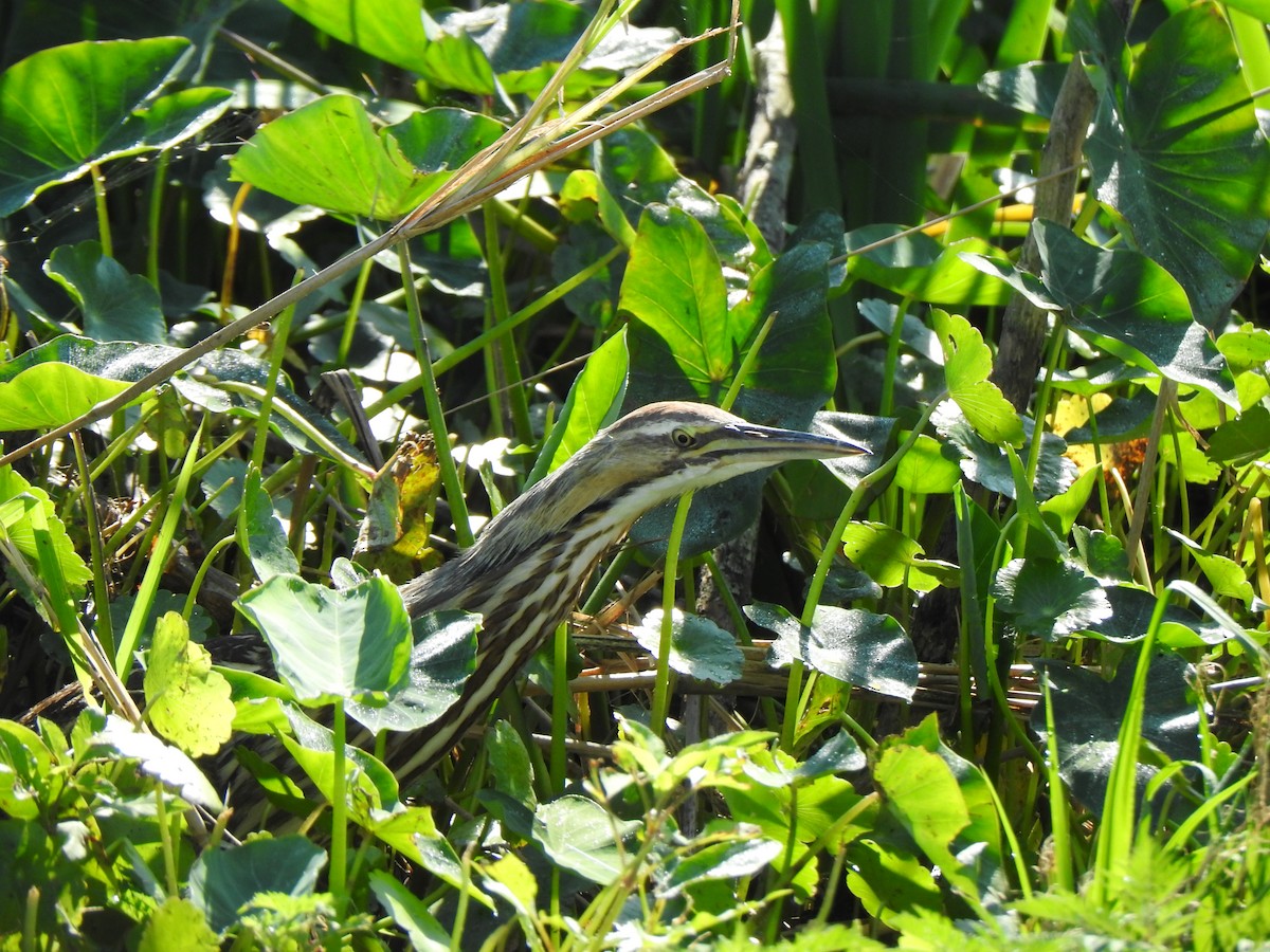 American Bittern - ML140309251