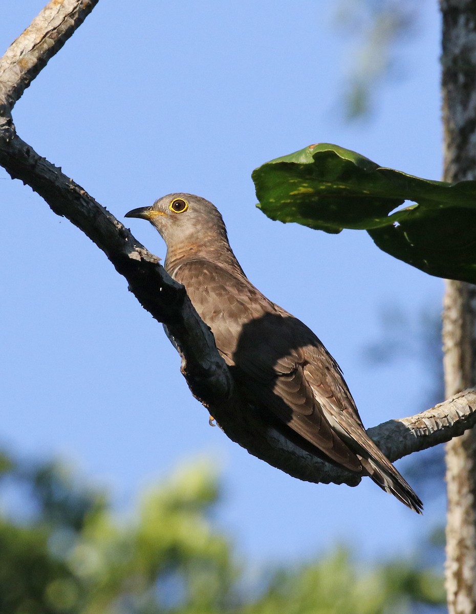 Coucou à ailes courtes - ML140309351