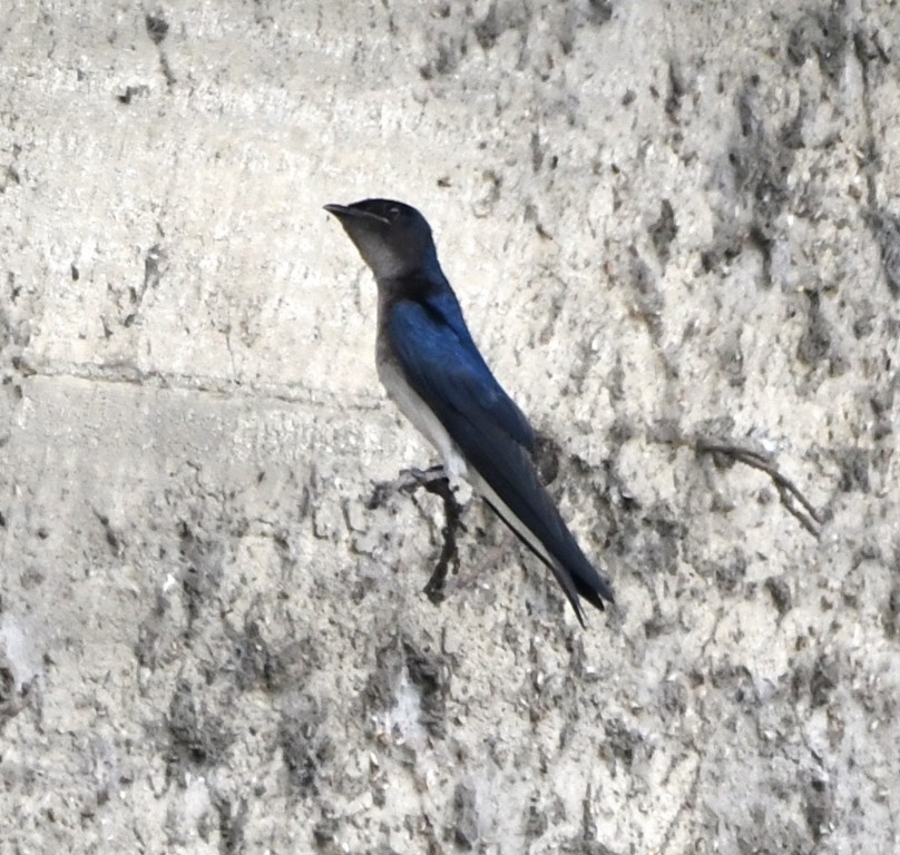 Gray-breasted Martin - Steve Davis