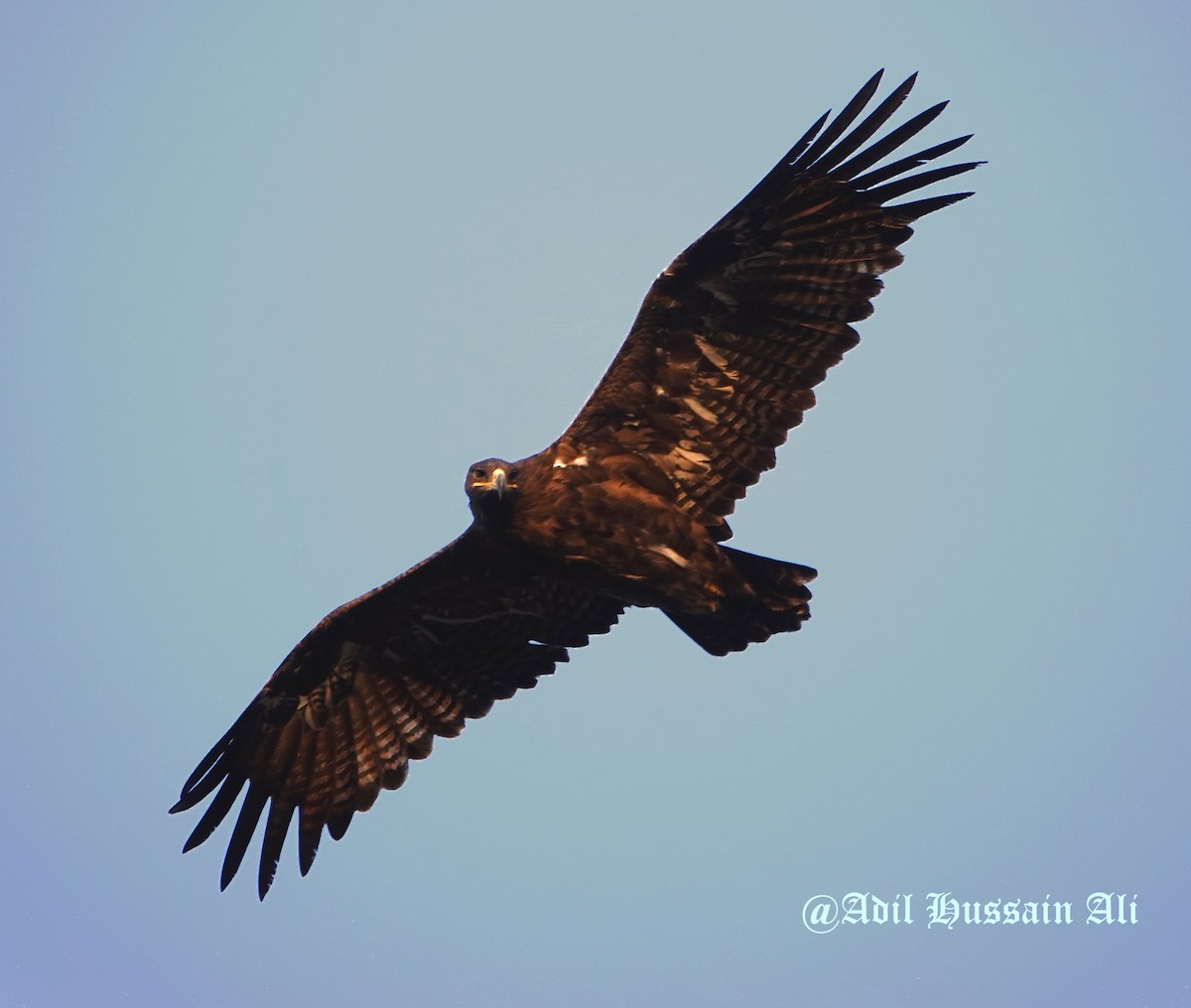 Steppe Eagle - ML140309531