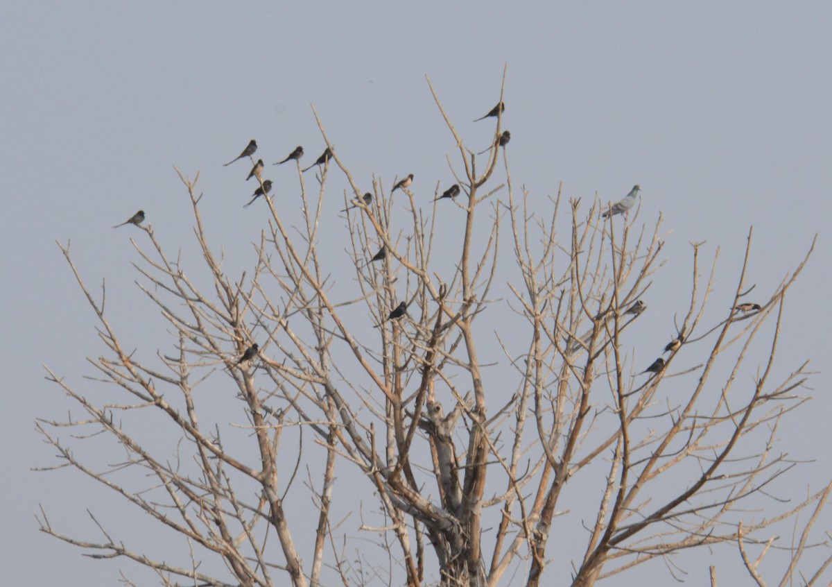 Black Drongo - ML140309731