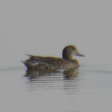 tanımsız ördek (Anatinae sp.) - ML140309771