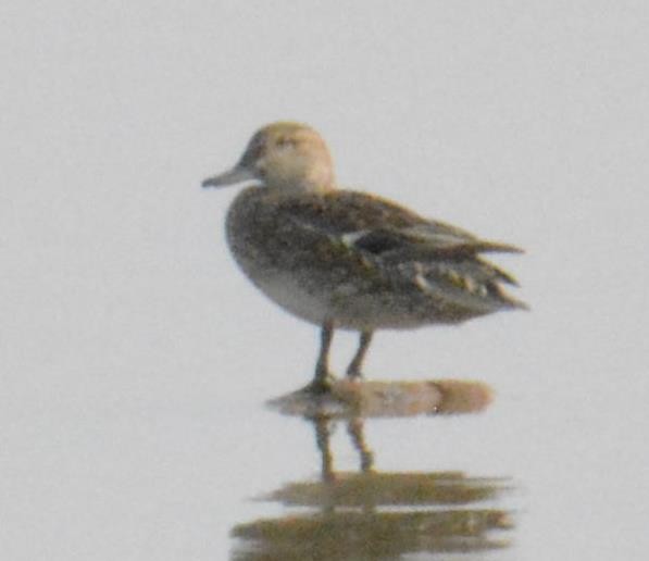 tanımsız ördek (Anatinae sp.) - ML140309781