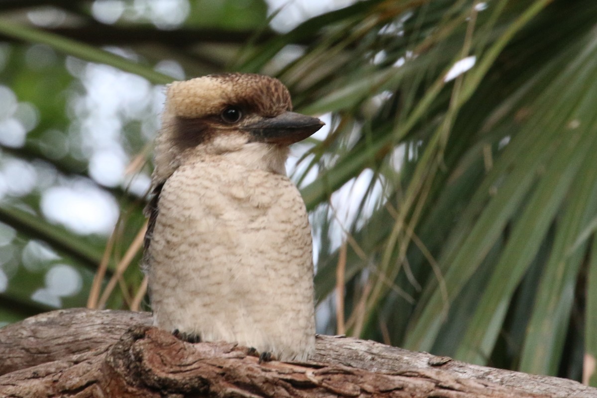 Laughing Kookaburra - Leith Woodall