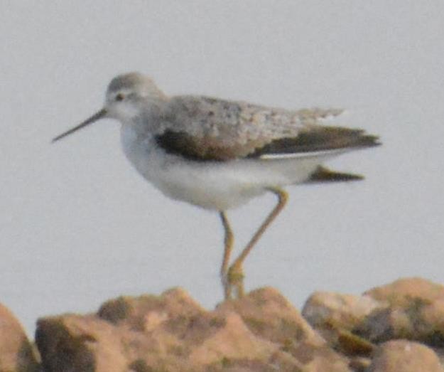 Marsh Sandpiper - ML140309851