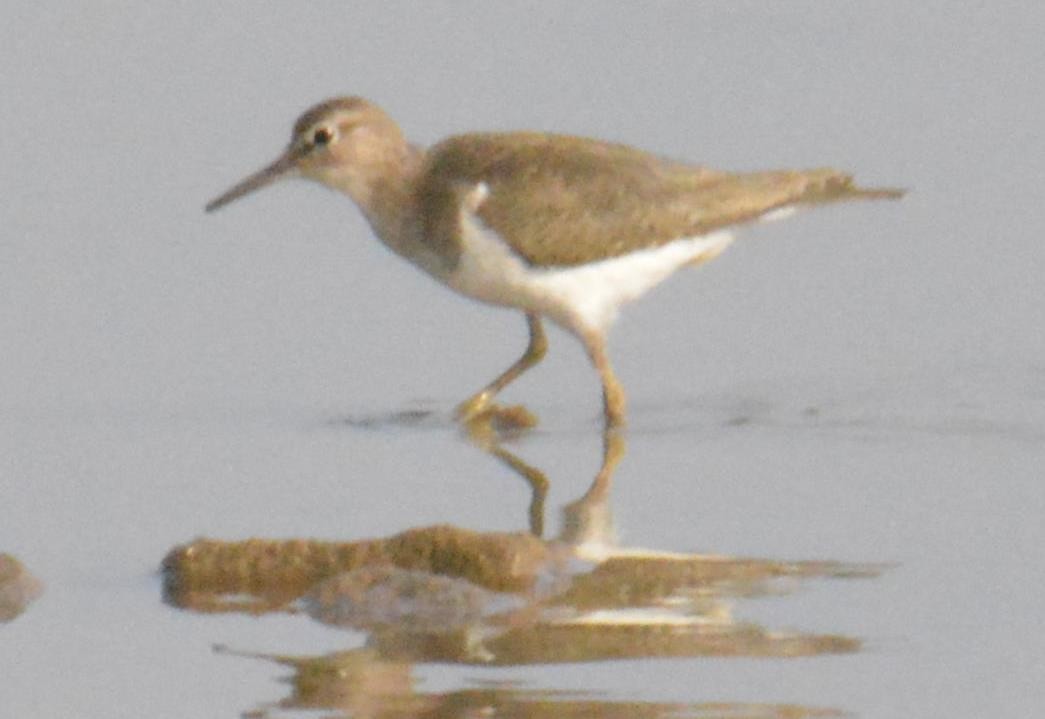 Common Sandpiper - ML140309871