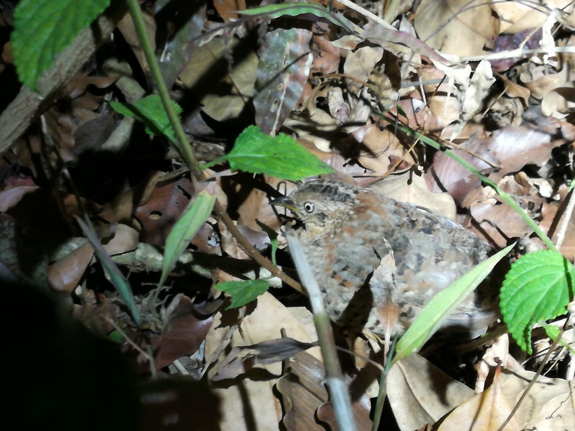 Yellow-legged Buttonquail - ML140309881