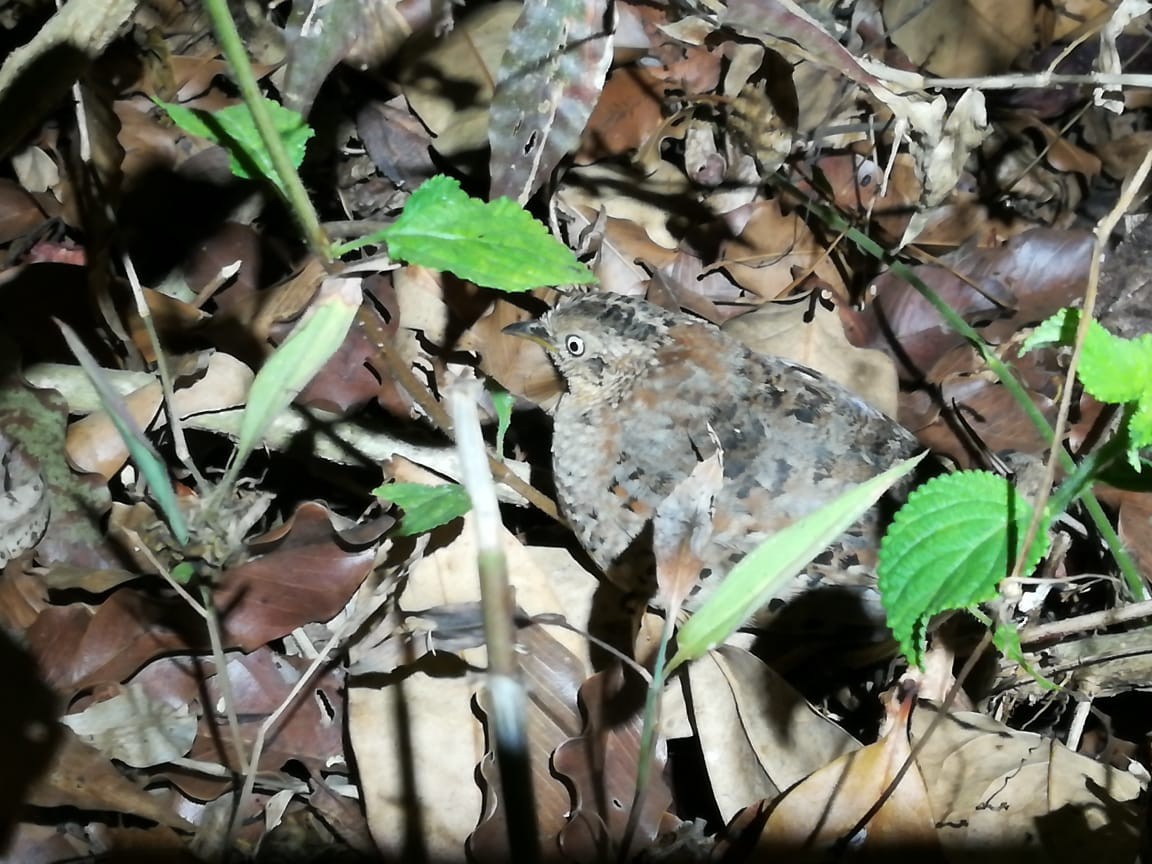 Yellow-legged Buttonquail - ML140309891