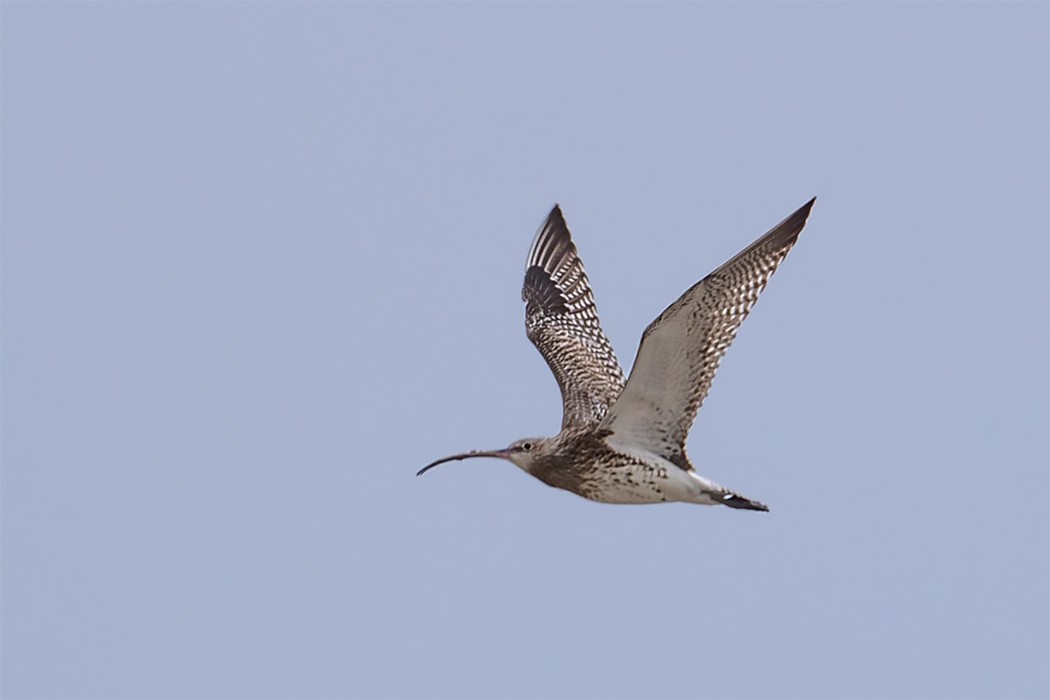 Eurasian Curlew - ML140311101