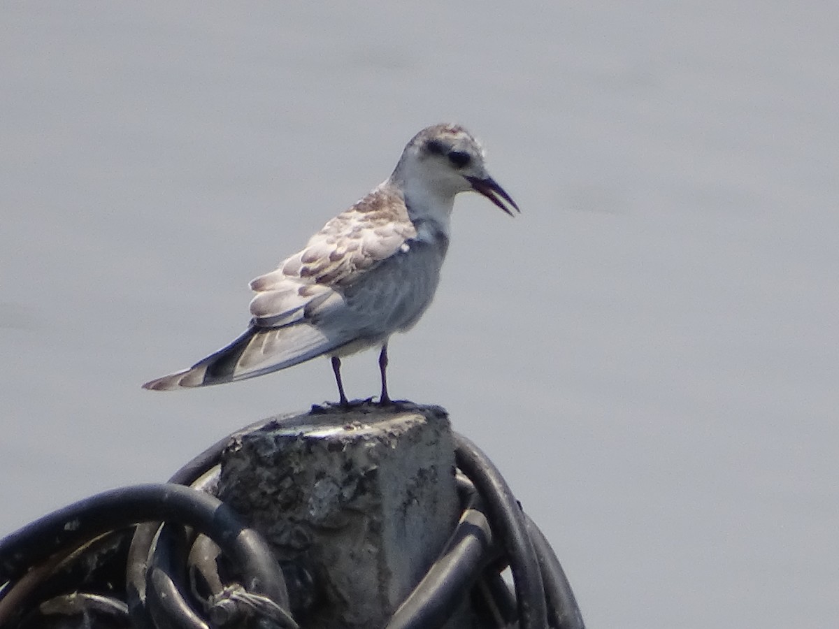 Whiskered Tern - ML140311651