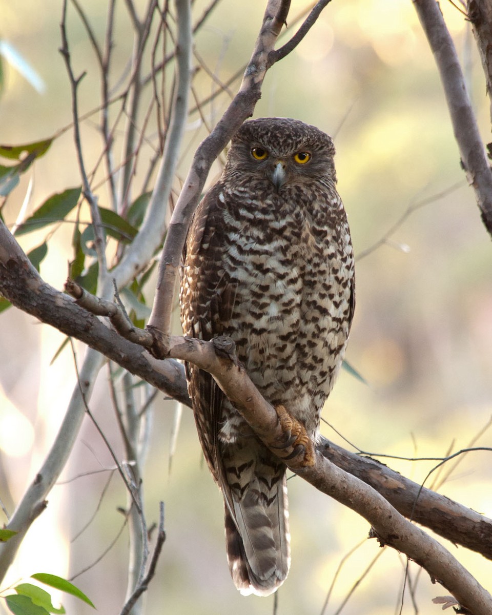 Powerful Owl - ML140311911